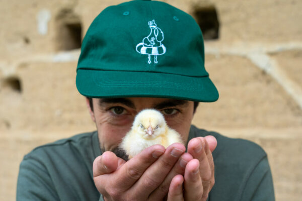 casquette poule party